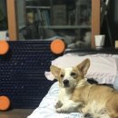 정봉목장 이미지