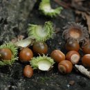 도토리PC 이미지