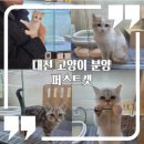 대전 고양이분양 퍼스트캣 대전점 | 대전 고양이 가정 분양 원신흥동 퍼스트캣에서 가족을 만난 찐후기