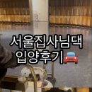 광주046 | 해외 품종묘 먼치킨 입양:) 블랙먼치킨 서울집사님댁 입양후기 (프리미엄먼치킨)