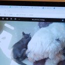 미견미묘 이미지