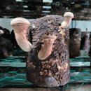 서동농장 이미지