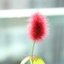 여우꼬리 이미지