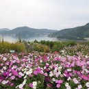 연홍농장 Daum카페