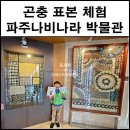 파주 나비나라박물관 | 석주명 파주나비나라박물관 곤충 표본 체험까지 알차