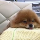 디오레 포메라니안 이미지