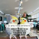 버드리농장 | 김포 아이와 함께 가볼만한 곳 이색체험 앵무새카페 버드리