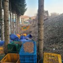 성읍리-22 이미지