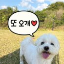 예담샤브 | 양주 고읍 샤브샤브 맛집 “예담샤브” 방문 후기
