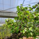 수광농장 이미지