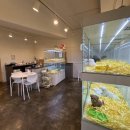 펫퍼스트 24시 강아지분양 고양이분양 파주운정점 이미지