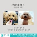 윤스강아지 이미지