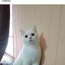 비만고양이 네이버블로그