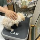 쿨펫이마트 목동점 동물병원 이미지