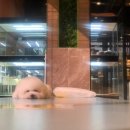 성남애견 이미지