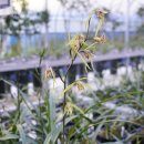 한란전시관 이미지