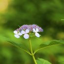 연못 속 풍경 이미지