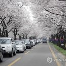 [(여행)] 영암 월출산 100리 벚꽃길 '절정' 이미지