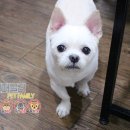 패밀리애견 이미지