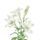 후즈보태니컬아트