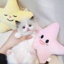 분당고양이분양 고사남 | 강화고양이분양 우리집 새가족 맞이 대작전 성공 후기