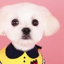 퀸펫살롱 이미지