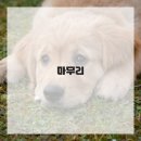 디저트 베이킹 이미지