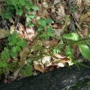 천문동 농장 이미지