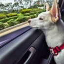 변산 프로방스 | 변산 프로방스 애견펜션 &amp; 백합죽 맛집 전망좋은집 후기 (내돈내산)