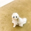 박촌강아지 이미지