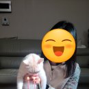 비비드코알라 이미지
