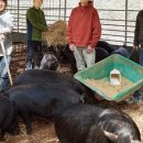 까망농장 이미지