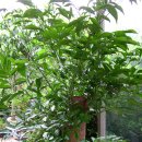 행복나무 이미지