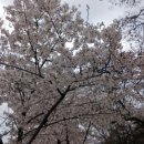 강정고령보 이미지