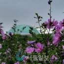 무궁화 이미지