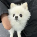보람애견미용 이미지