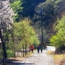 백야자연휴양림 이미지