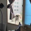 놀러오시개 이미지