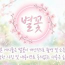 킴디스커스앤구피