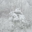 구상나무 화장실 이미지