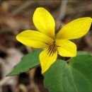 노랑노랑 이미지