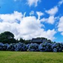 김경숙농장 | 7월 제주도 동쪽 가볼만한곳 | 김경숙해바라기 꽃밭 리얼 후기