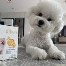 헬로펫 효자점 | [후기] 강아지오메가3 추천 &#34;헬로마이펫 :견메가-3&#34;