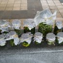 정원청과 이미지