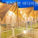 바다비 | 태안팬션 안면도 애견동반 바다비펜션 펜션 여행 후기 인생 사진 장소