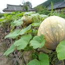 산청 단계리 돌담장