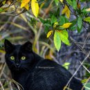 몰운대유원지약수터 이미지