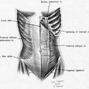 abdominal wall muscles 이미지