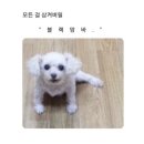 피자다오 이미지