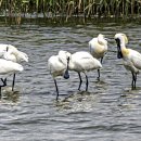 저어새(black faced spoonbill) 이미지